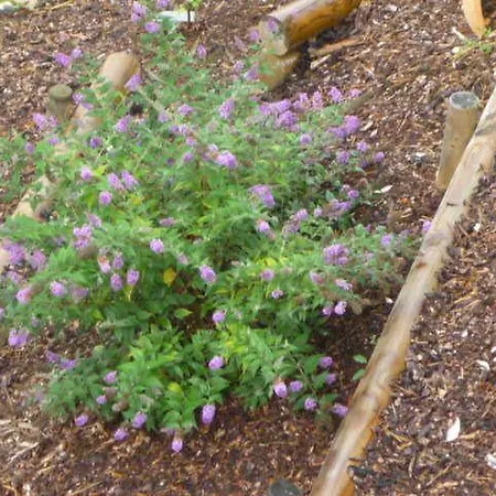 Apartament Gaestehaus Rosengarten Im Nahetal *