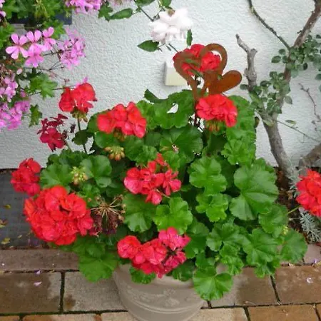 Gaestehaus Rosengarten Im Nahetal Apartament