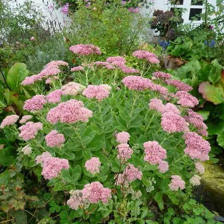 Rosengarten Im Nahetal *