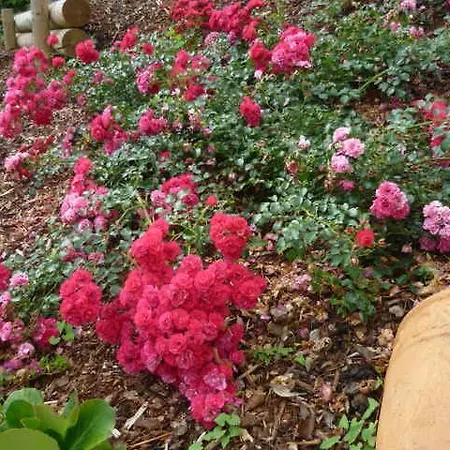 Rosengarten Im Nahetal * Kirn