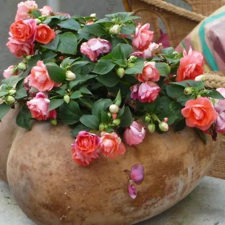 Rosengarten Im Nahetal
