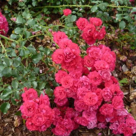 Apartament Gaestehaus Rosengarten Im Nahetal Kirn