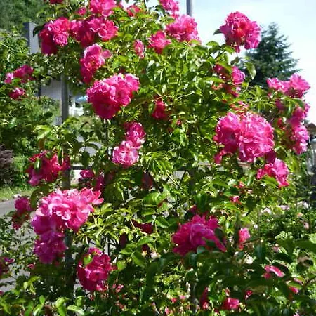 Rosengarten Im Nahetal 3* Kirn