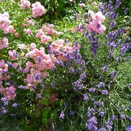 Gaestehaus Rosengarten Im Nahetal * Kirn