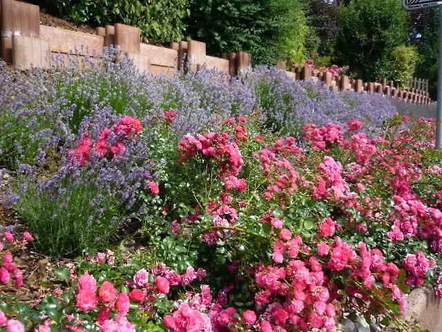 Апартаменты Gaestehaus Rosengarten Im Nahetal *