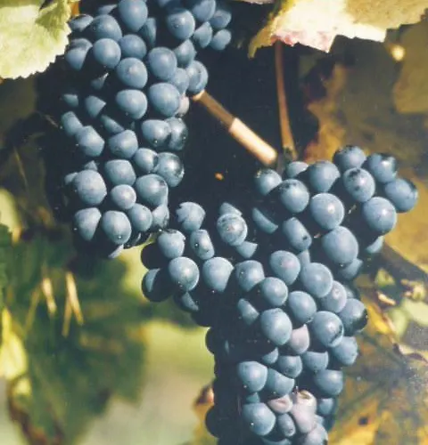 Апартаменты Gaestehaus Rosengarten Im Nahetal