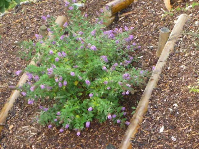 Апартаменты Gaestehaus Rosengarten Im Nahetal *