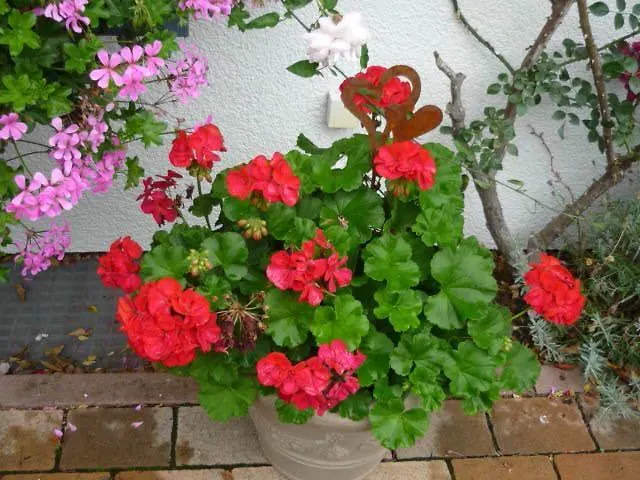 Gaestehaus Rosengarten Im Nahetal Апартаменты