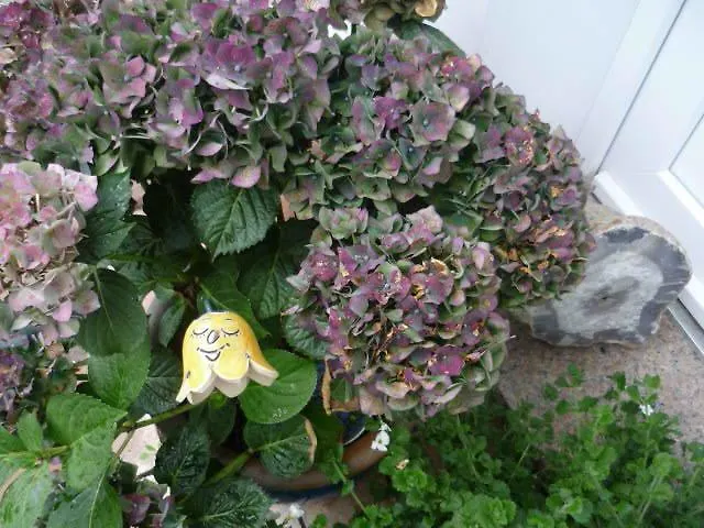 Gaestehaus Rosengarten Im Nahetal * Kirn