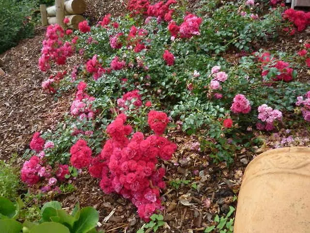Gaestehaus Rosengarten Im Nahetal * Kirn