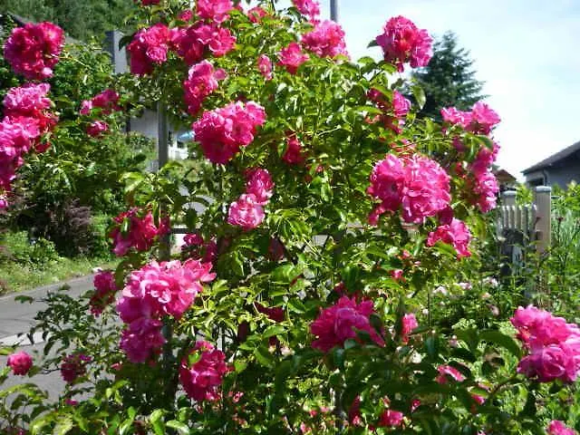 Gaestehaus Rosengarten Im Nahetal * Kirn