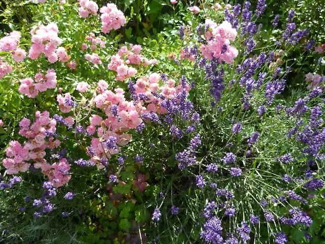 Gaestehaus Rosengarten Im Nahetal * Kirn